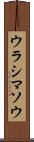 ウラシマソウ Scroll