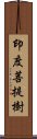 印度菩提樹 Scroll