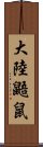 大陸鼯鼠 Scroll