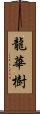 龍華樹 Scroll