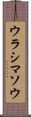 ウラシマソウ Scroll