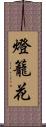 燈籠花 Scroll