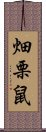 畑栗鼠 Scroll