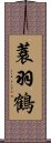 蓑羽鶴 Scroll