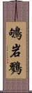 鴝岩鷚 Scroll