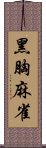 黑胸麻雀 Scroll