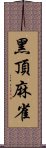 黑頂麻雀 Scroll