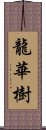 龍華樹 Scroll