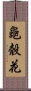 龜殼花 Scroll