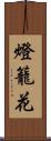 燈籠花 Scroll