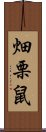 畑栗鼠 Scroll