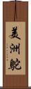 美洲鴕 Scroll