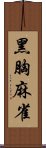 黑胸麻雀 Scroll