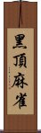 黑頂麻雀 Scroll