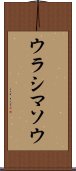 ウラシマソウ Scroll