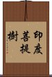 印度菩提樹 Scroll