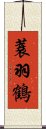 蓑羽鶴 Scroll