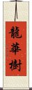 龍華樹 Scroll