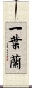 一葉蘭 Scroll