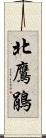 北鷹鵑 Scroll