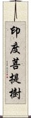 印度菩提樹 Scroll