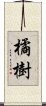 橘樹 Scroll