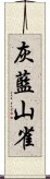 灰藍山雀 Scroll