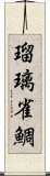 瑠璃雀鯛 Scroll