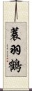 蓑羽鶴 Scroll