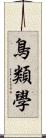 鳥類學 Scroll