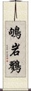 鴝岩鷚 Scroll