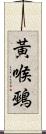 黃喉鵐 Scroll