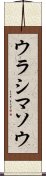 ウラシマソウ Scroll