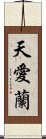 天愛蘭 Scroll