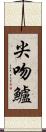 尖吻鱸 Scroll