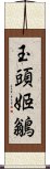 玉頭姬鶲 Scroll