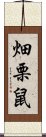 畑栗鼠 Scroll