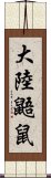 大陸鼯鼠 Scroll