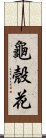 龜殼花 Scroll