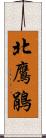 北鷹鵑 Scroll