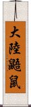 大陸鼯鼠 Scroll