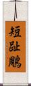 短趾鵰 Scroll