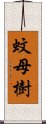 蚊母樹 Scroll