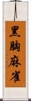 黑胸麻雀 Scroll