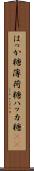 はっか糖 Scroll