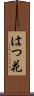 はつ花 Scroll