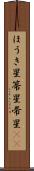ほうき星 Scroll