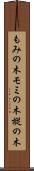もみの木 Scroll