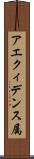 アエクィデンス属 Scroll