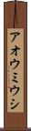 アオウミウシ Scroll
